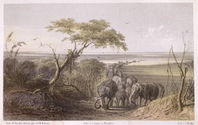 Manada de Elefantes en la frontera de Chad, de 